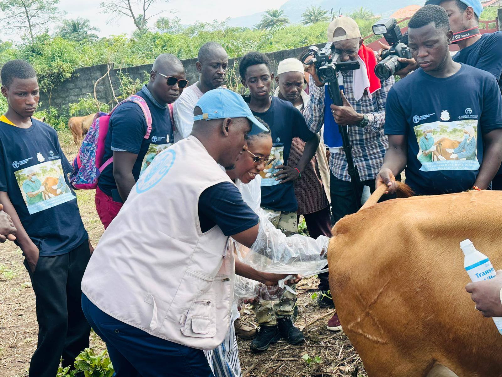Guinée : 1 000 vaches inséminées pour relancer l’élevage