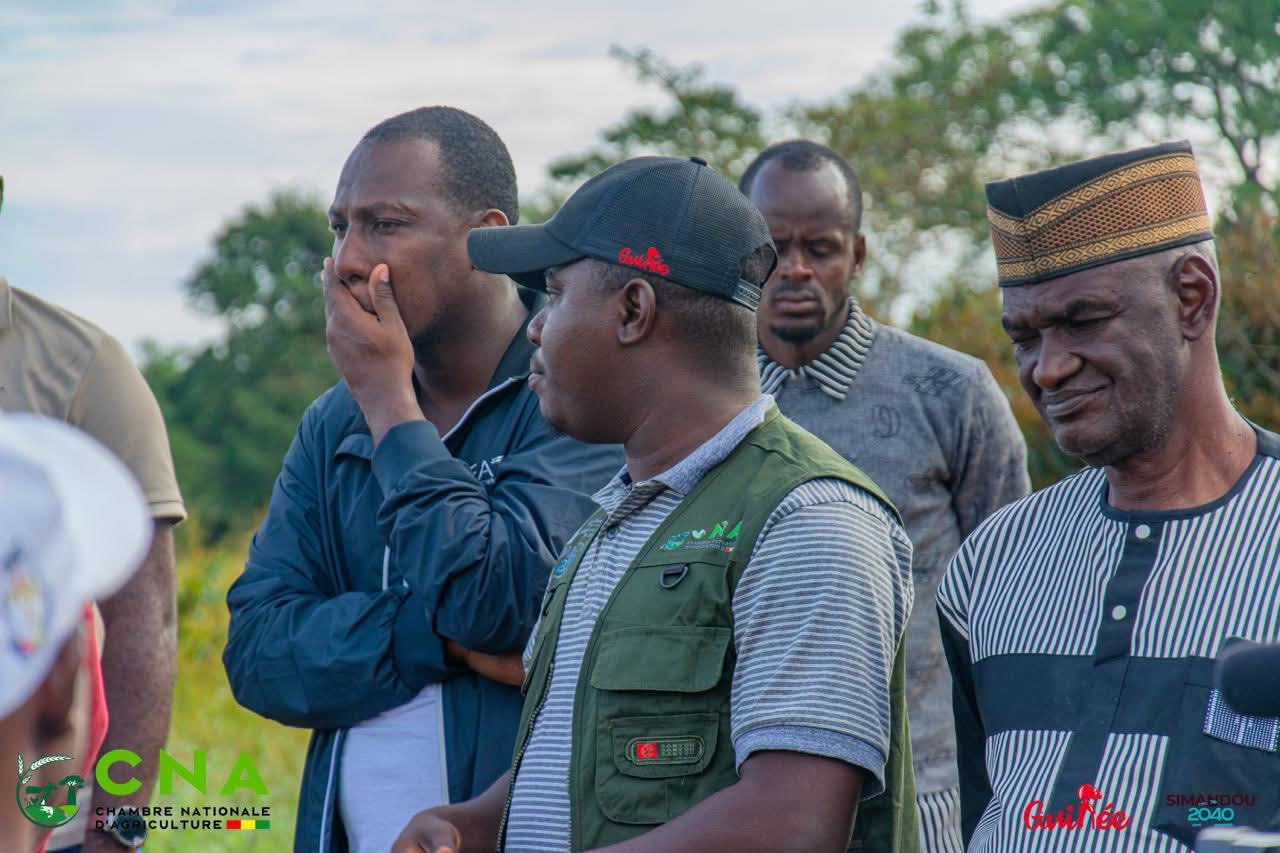 Guinée : La plus grande zone de production de pommes de terre du pays, située à Timbi Madina, a subi des dégâts considérables avec des centaines d’hectares touchés par la pluie.