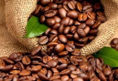 Rwanda : 116 millions USD générés par les exportations de café en 2024/2025
