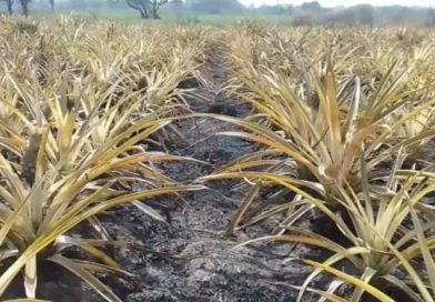 Le rêve brisé d’un entrepreneur agricole