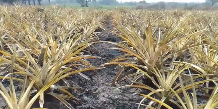 Le rêve brisé d’un entrepreneur agricole