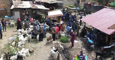 Pourquoi les prix des moutons et bœufs explosent-ils en Guinée, terre d’élevage ?
