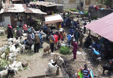 Pourquoi les prix des moutons et bœufs explosent-ils en Guinée, terre d’élevage ?
