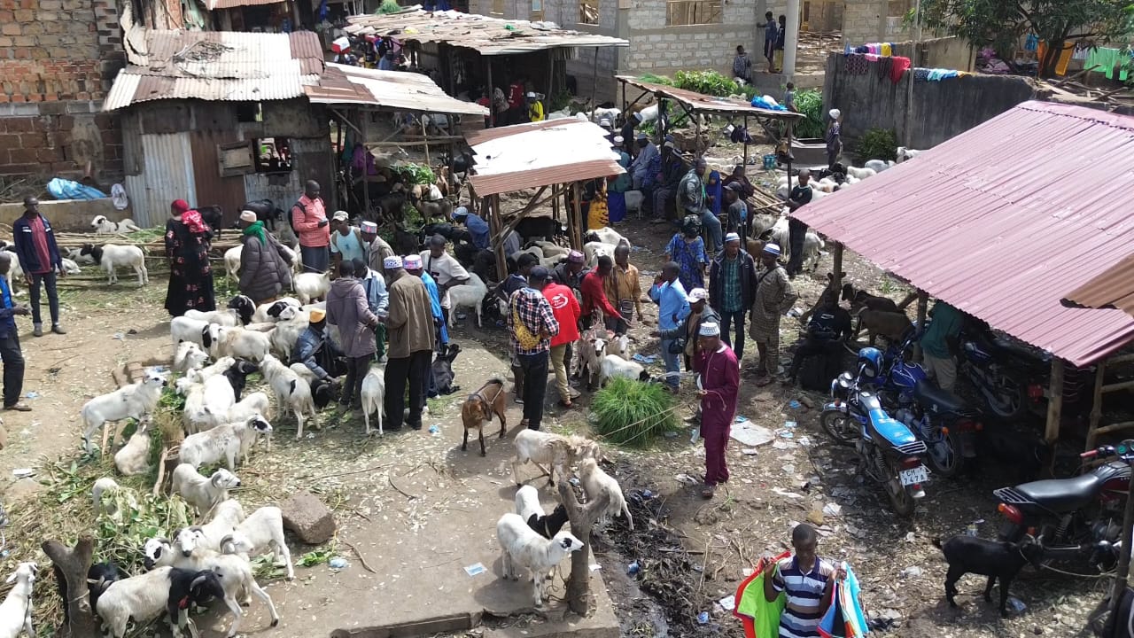 Pourquoi les prix des moutons et bœufs explosent-ils en Guinée, terre d’élevage ?